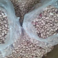 اوبیا چیتی