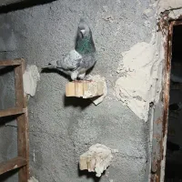 ۱۰۰|پرنده|رامهرمز, |دیوار