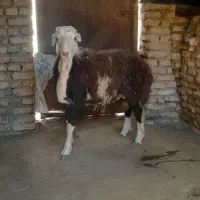 بره نر