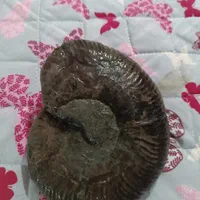 فسیل