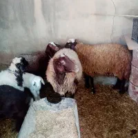 دو راس میش وبره باب داشتی جوان|حیوانات مزرعه|دره شهر, |دیوار