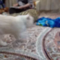 فروش یک جفت گربه نر وماده نژاد پرشین|گربه|زاهدان, |دیوار