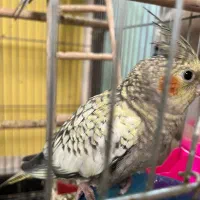 4 عدد عروس هلندی نر و ماده