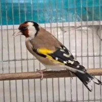 سهره سال شرور
