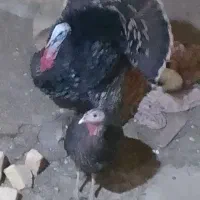 فروش بوقلمون یه نر دوتا ماده تخمگذار|حیوانات مزرعه|نهاوند, |دیوار