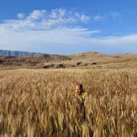 زمین کشاورزی