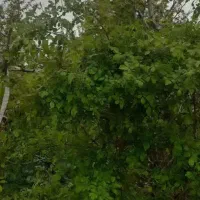 چهارتنگ علیا زمین فروشی،توضیحات را کامل بخوانید