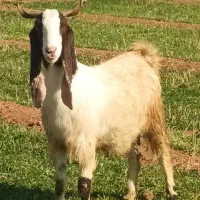 دو عدد بز جوان آبستن نژاد پاکستان|حیوانات مزرعه|خواجه, |دیوار