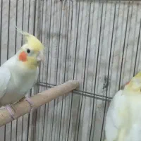 عروس هلندی جفت|پرنده|اردبیل, |دیوار