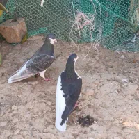 سینه سبز|پرنده|شیراز, دکتر حسابی|دیوار