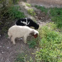 فروش بره نرسفید