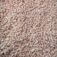 گندم بذری دیم نژاد باران
