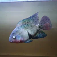 ماهی ویجا بلک بلت اکواریوم