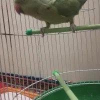 طوطی ملنگو سخنگو|پرنده|بیرجند, |دیوار