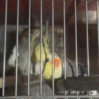 جفت عروس هلندی مولد اماده وجوجه سرلاکی