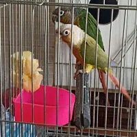 پرنده طوطی گرینجیک