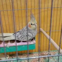 عروس هلندی خاص