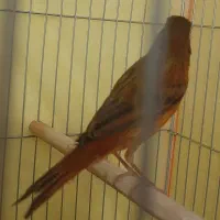 قناری سرخ نر، مست مادگیر|پرنده|شیراز, طلاب|دیوار