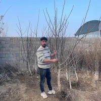 نهال گردو ۵ ساله