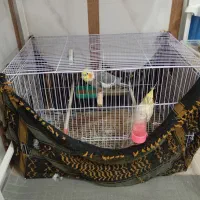 یک جفت عروس هلندی|پرنده|خواف, |دیوار