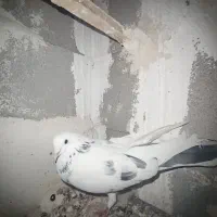 نر خالپیس|پرنده|ایذه, |دیوار