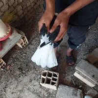 کبوتر|پرنده|سمنان, |دیوار