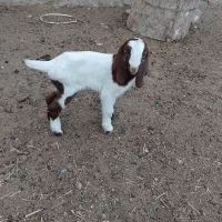 سه راس بزغاله