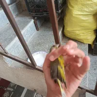 سهره سبز|پرنده|یاسوج, |دیوار