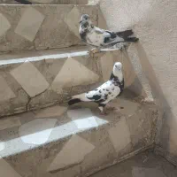 کبوتر جفت نر|پرنده|مریوان, |دیوار