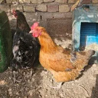 دوعدد مرغ تخم گذار|حیوانات مزرعه|مبارکه, |دیوار