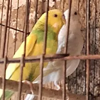 مرغ عشق جفتی|پرنده|مرودشت, بیست متری بیمارستان|دیوار