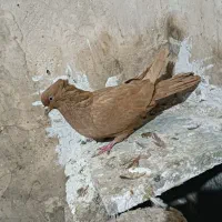 کبوتریرنگ|پرنده|بروجرد, |دیوار