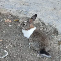 خرگوش