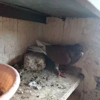 کبوتر نامبر سرخ یا کوو