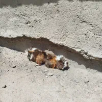 دو تا خوکچه هندی خونگی دوتاش800