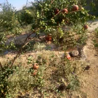 باغ|فروش دفتر صنعتی، کشاورزی، تجاری|مبارکه, |دیوار