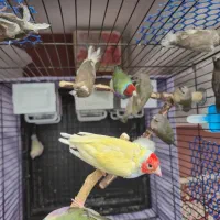 فنچ گلدین و بنگالی