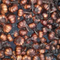 سیر ترشی طارم درجه یک