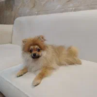 سگ پامرانین خرسی