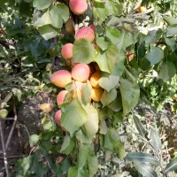 آبیاری باغ و سایر کارهای باغ در خود باسمنج