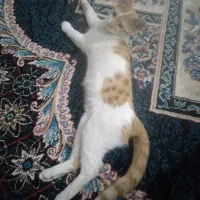 بچه گربه|گربه|نیشابور, ده حلاج|دیوار