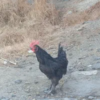 مرغ و وار سیاه دم تخم|حیوانات مزرعه|خمین, |دیوار