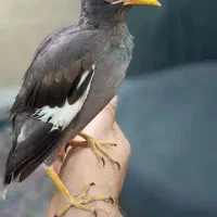 مرغ مینا رام و عروس هلندی نرماده رام