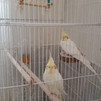 یک جفت عروس هلندی|پرنده|دلیجان, |دیوار