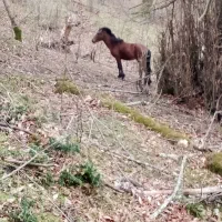 اسب|اسب و تجهیزات اسب‌سواری|لیسار, |دیوار