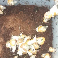 حلزون اتاچینا و خاویار حلزون|خزنده|گلپایگان, |دیوار