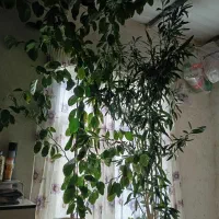 سه عدد گل|گل و گیاه طبیعی|افشار, |دیوار