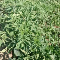 نهال گوجه و پیاز