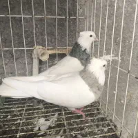 پرنده