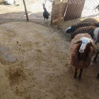 بره|حیوانات مزرعه|کوهدشت, |دیوار